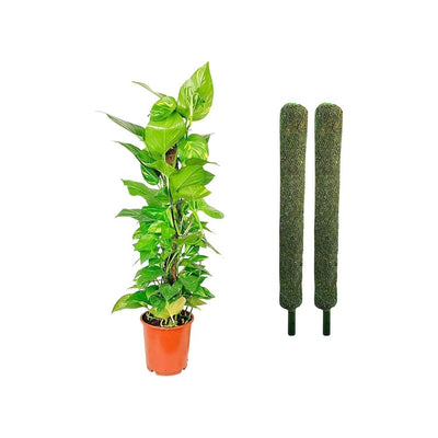 Money plant moss stick set of 22 ft height