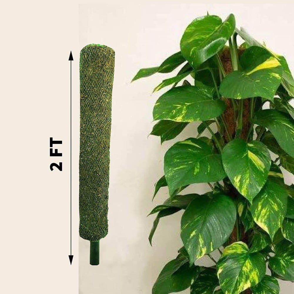 Money plant moss stick set of 22 ft height