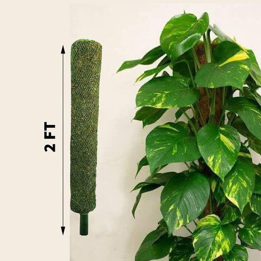 Money plant moss stick set of 22 ft height