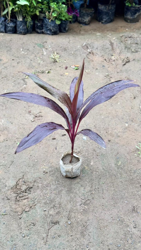 Dracaena Red plant in 4 Inch  Nursesy bag