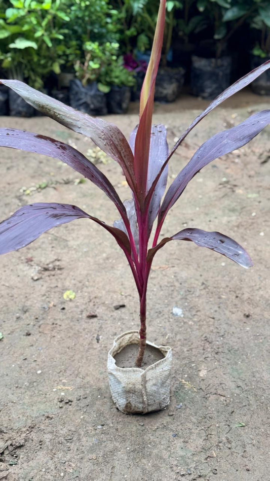 Dracaena Red plant in 4 Inch  Nursesy bag