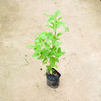 Rama Tulsi 4 inch nursery bag