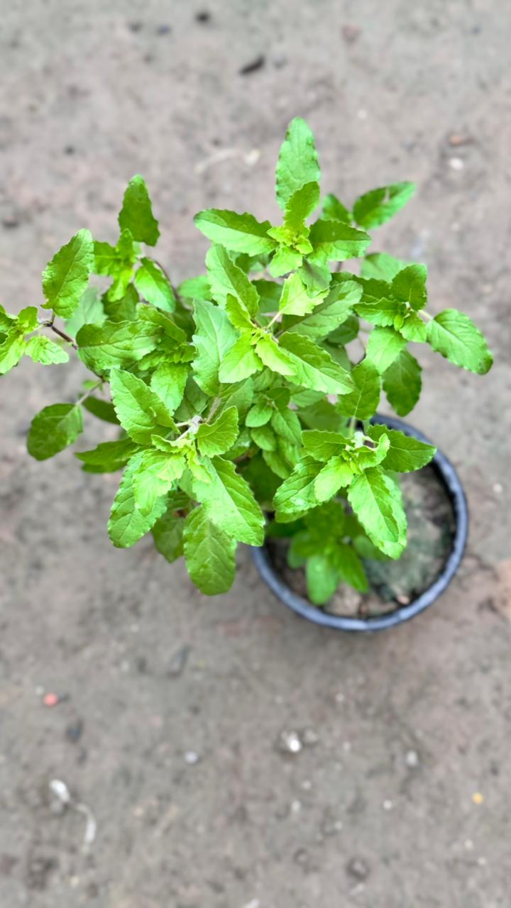 Rama Tulsi plant in 6 inch nursery bag