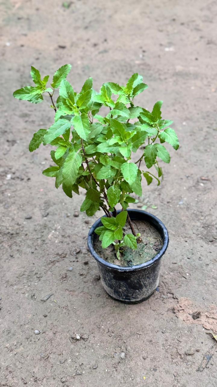 Rama Tulsi plant in 6 inch nursery bag
