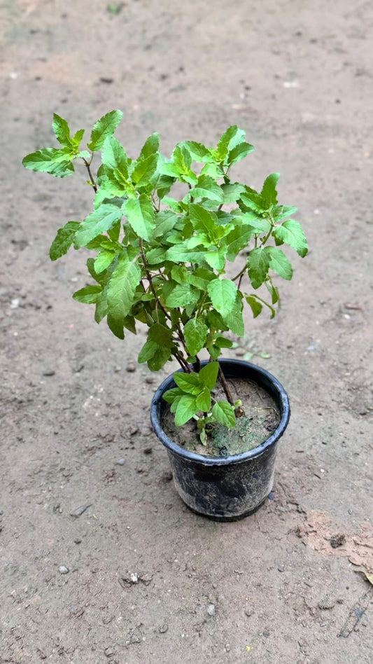 Rama Tulsi plant in 6 inch nursery bag
