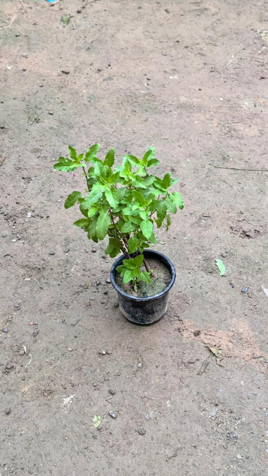 Rama Tulsi plant in 6 inch nursery bag