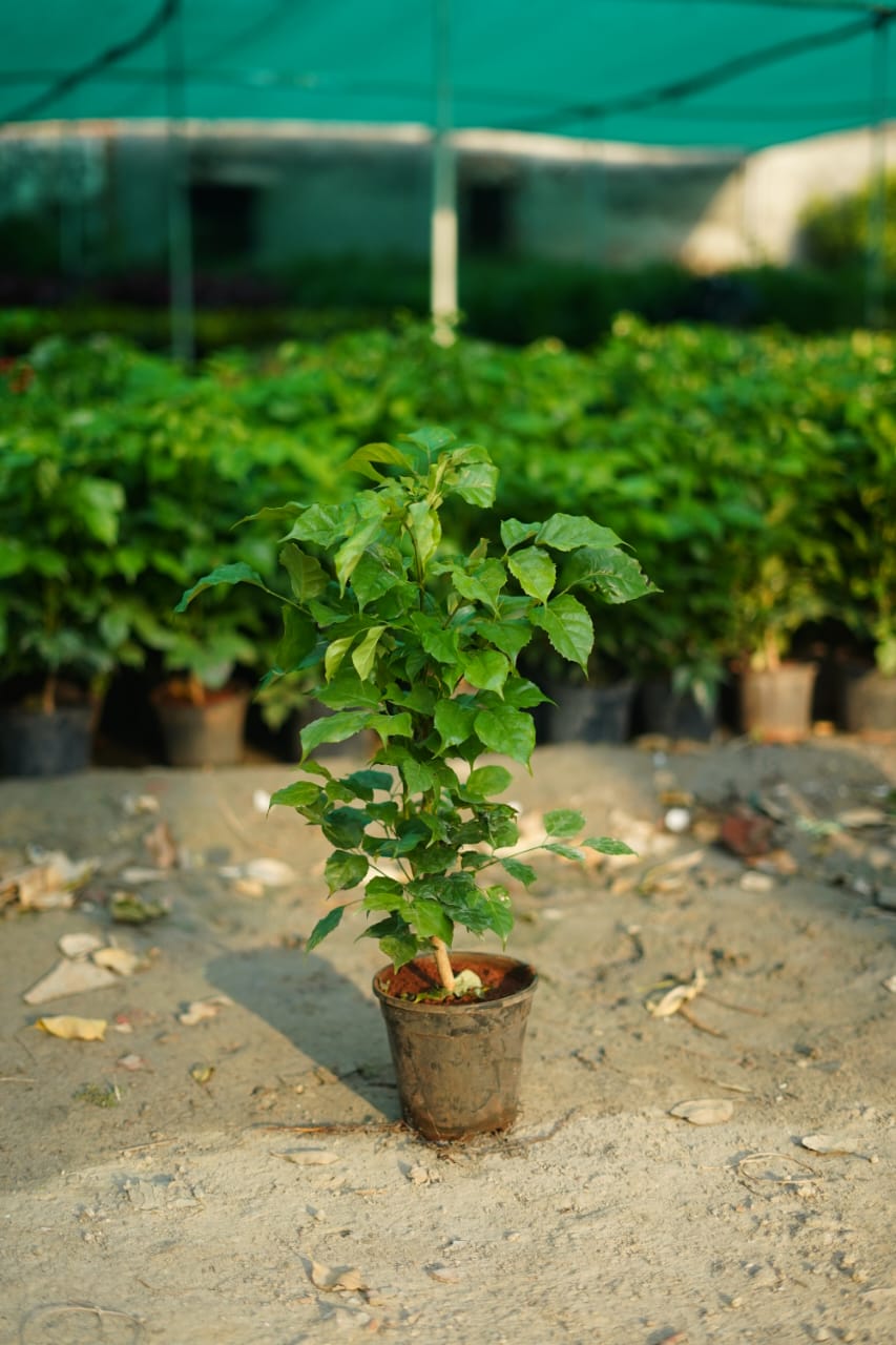 Red machera(china doll) plant in 6 inch nursery pot