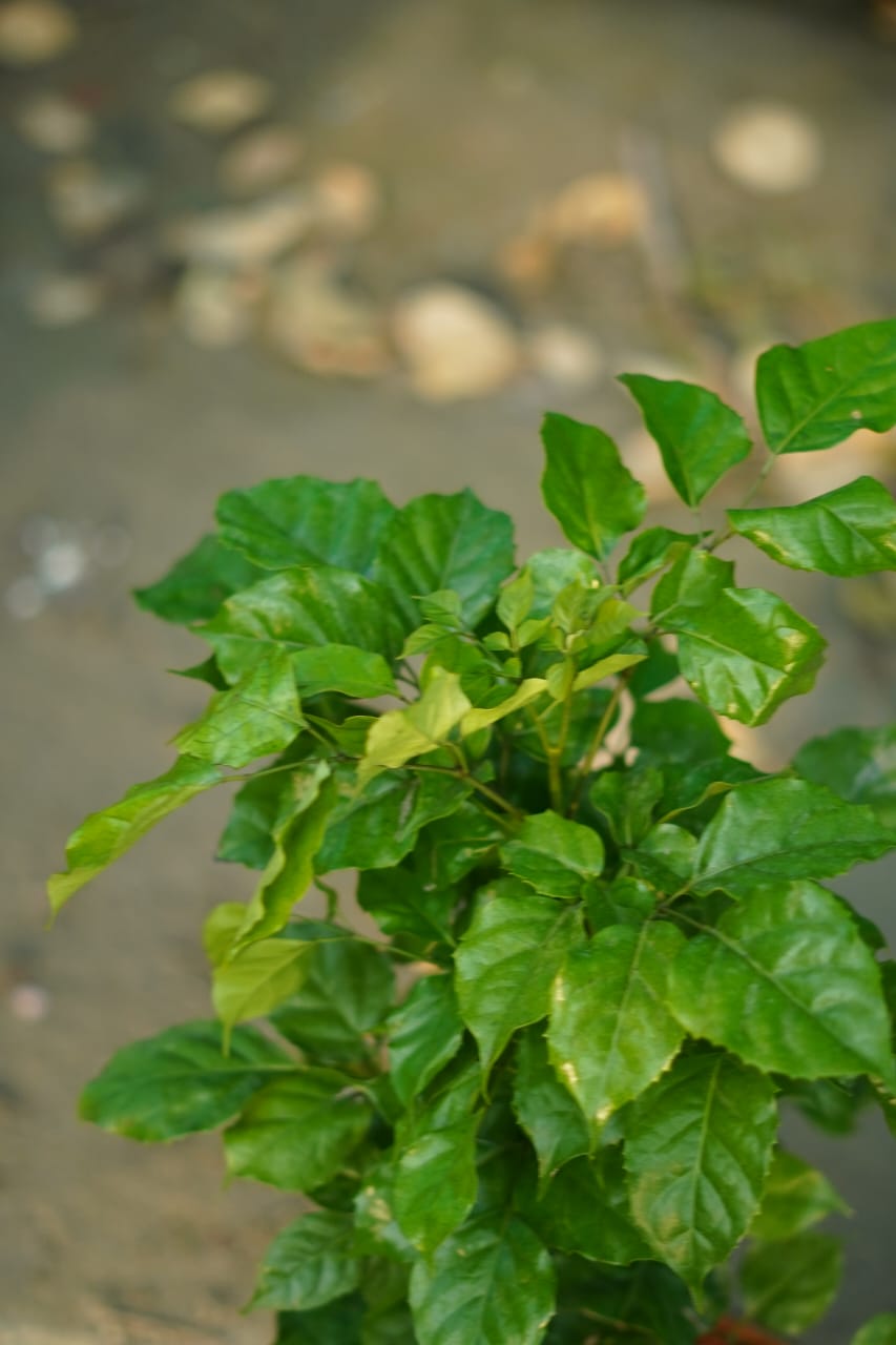 Red machera(china doll) plant in 6 inch nursery pot