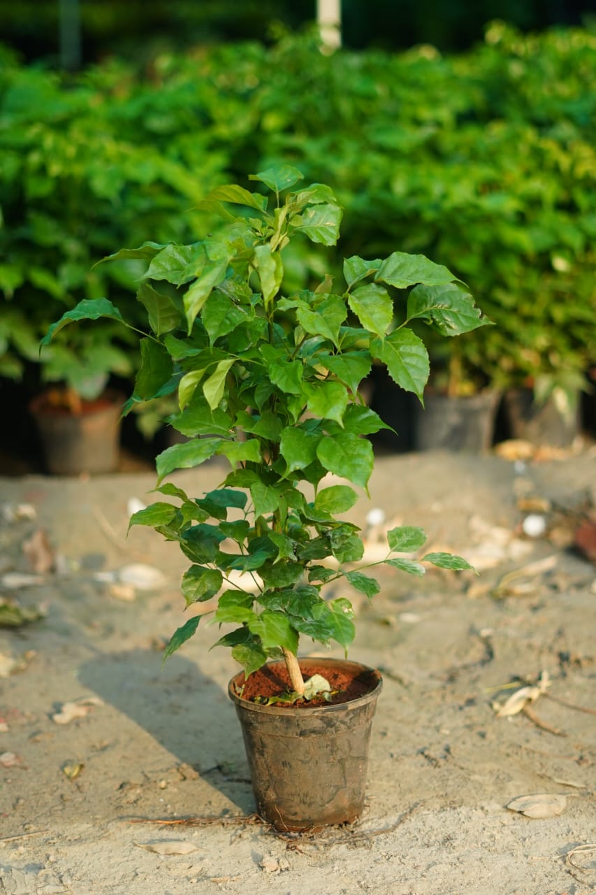 Red machera(china doll) plant in 6 inch nursery pot