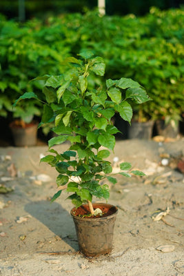 Red machera(china doll) plant in 6 inch nursery pot