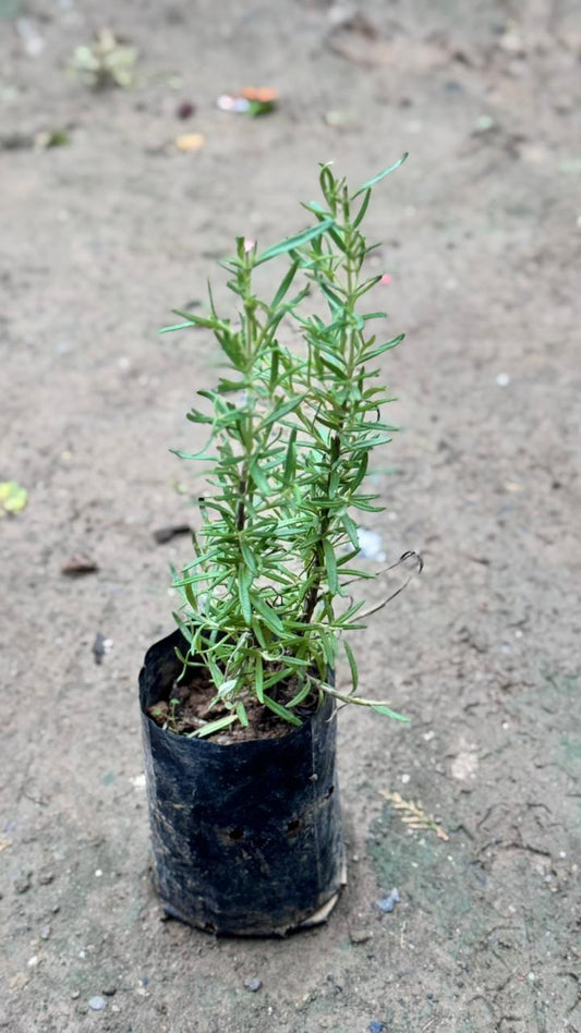 Rosemary herb plant in 4 inch nursery bag