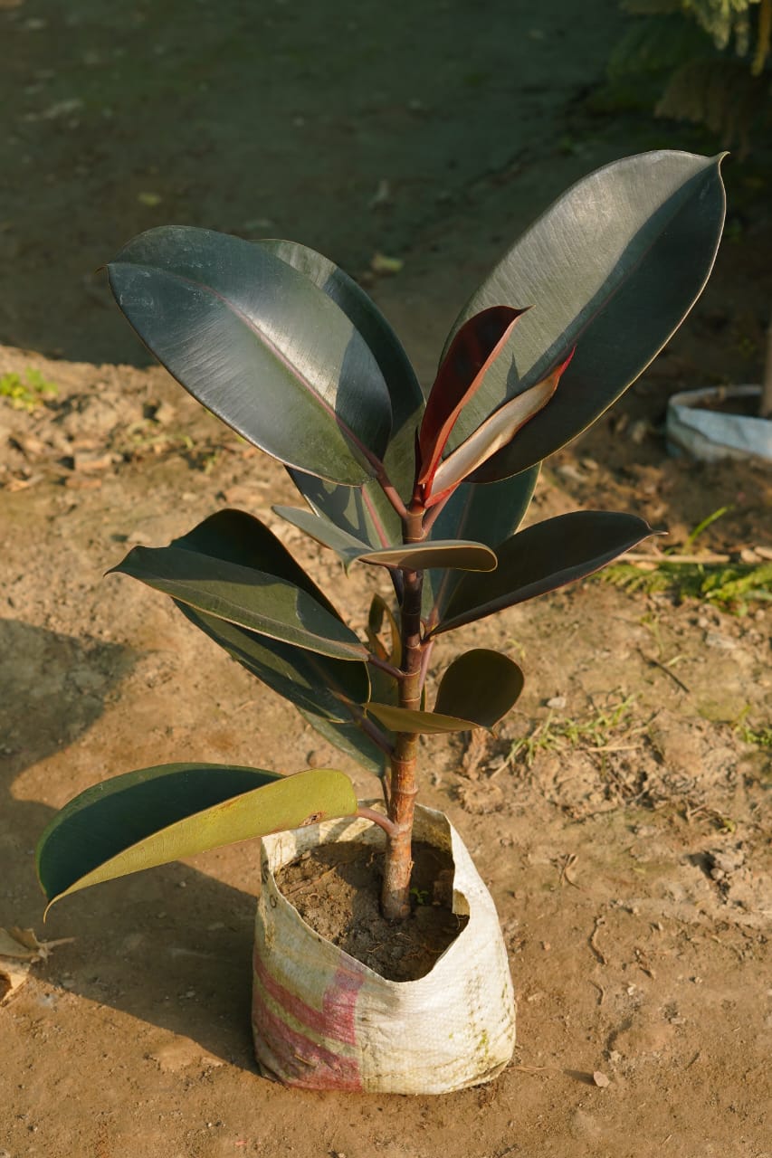 Rubber plant in 8 inch nursery bag