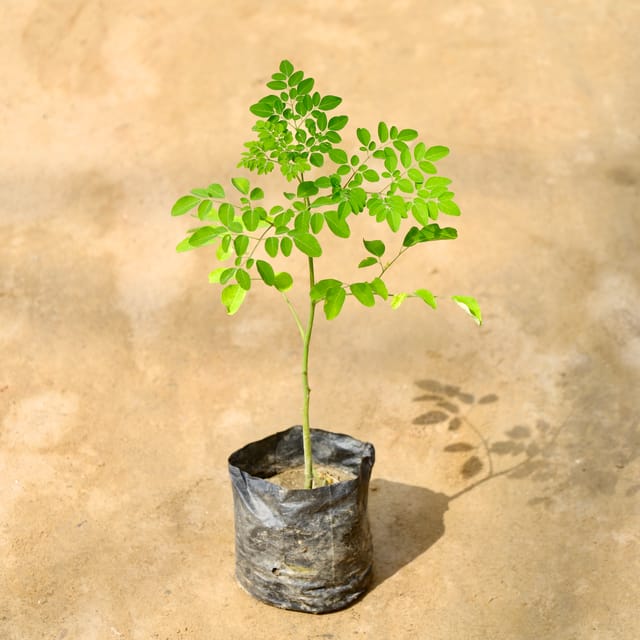 Buy Moringa (Sahjan) Plant Online | Drumstick Tree for Home & Health