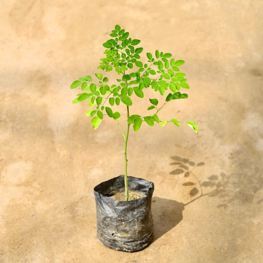 Buy Moringa (Sahjan) Plant Online | Drumstick Tree for Home & Health