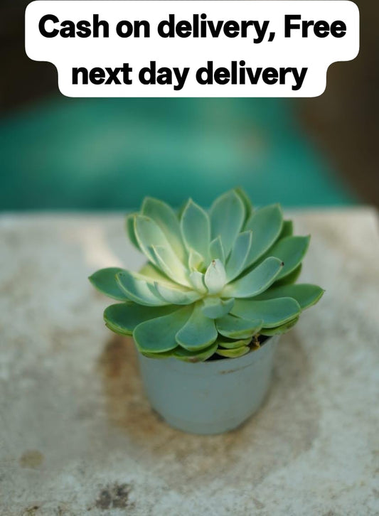 Echeveria succulent in 3 inch nursery bag