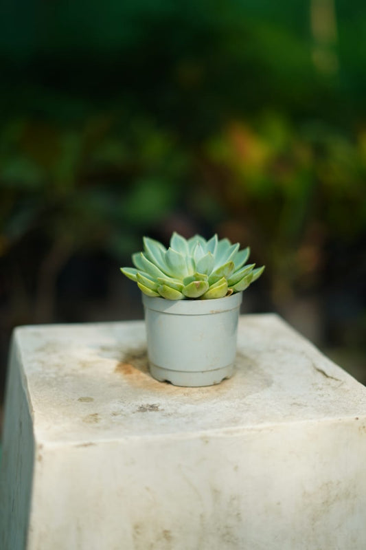 Echeveria succulent in 3 inch nursery bag