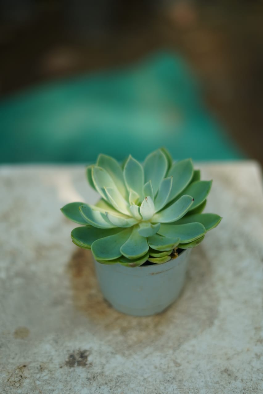Echeveria succulent in 3 inch nursery bag