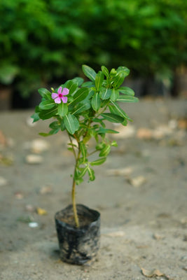 Sadabahar plant/evergreen flower plant in 4 inch nursery bag