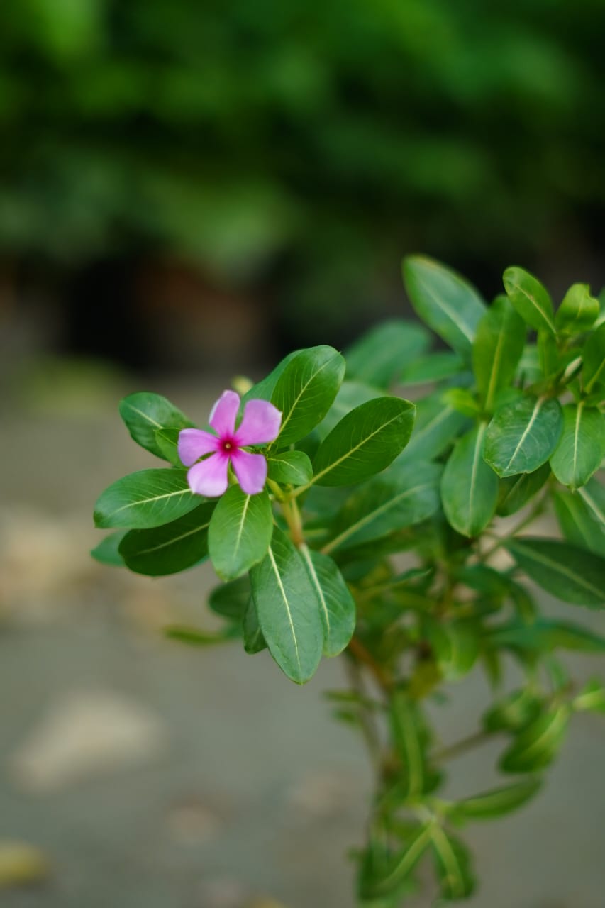 Sadabahar plant/evergreen flower plant in 4 inch nursery bag