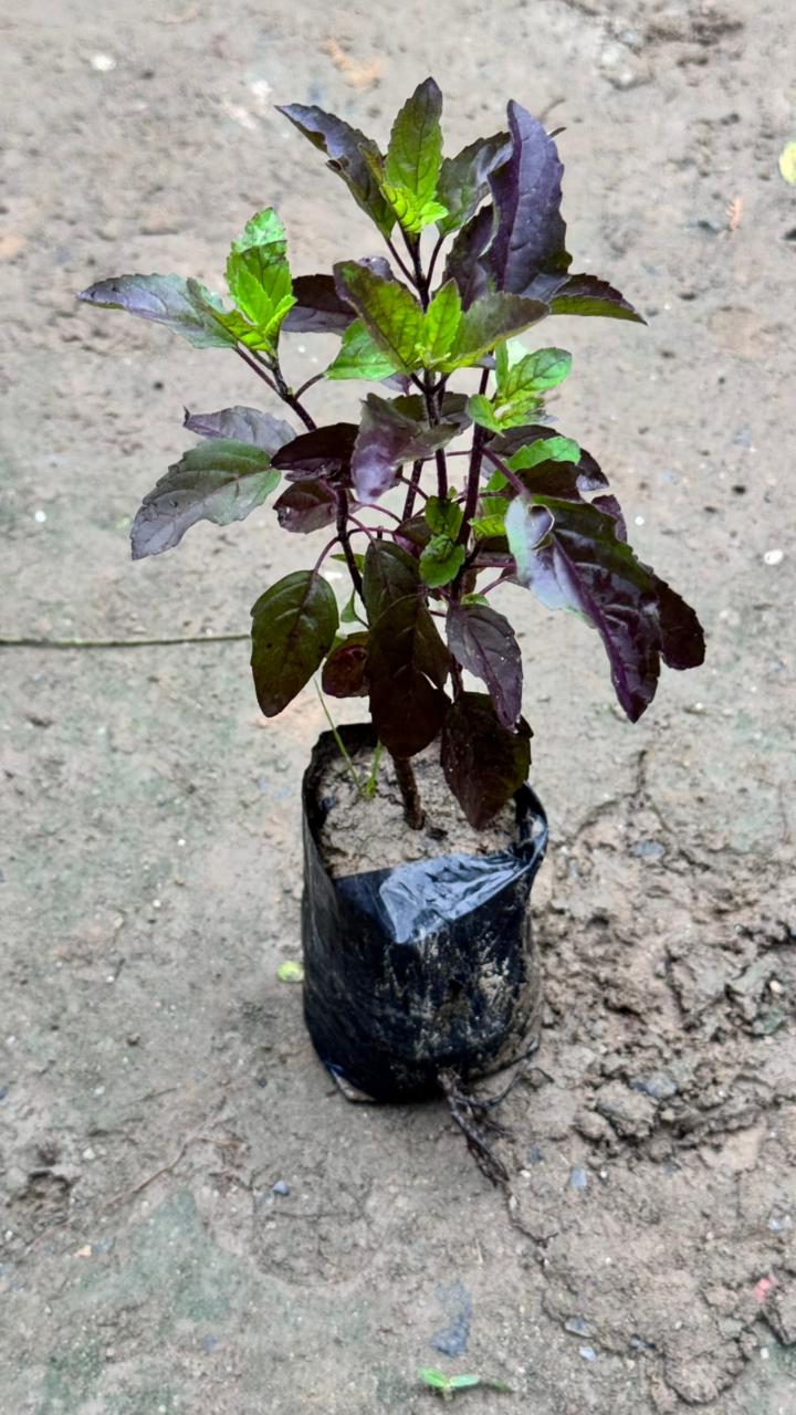Shyama Tulsi plant in 4 inch nursery bag