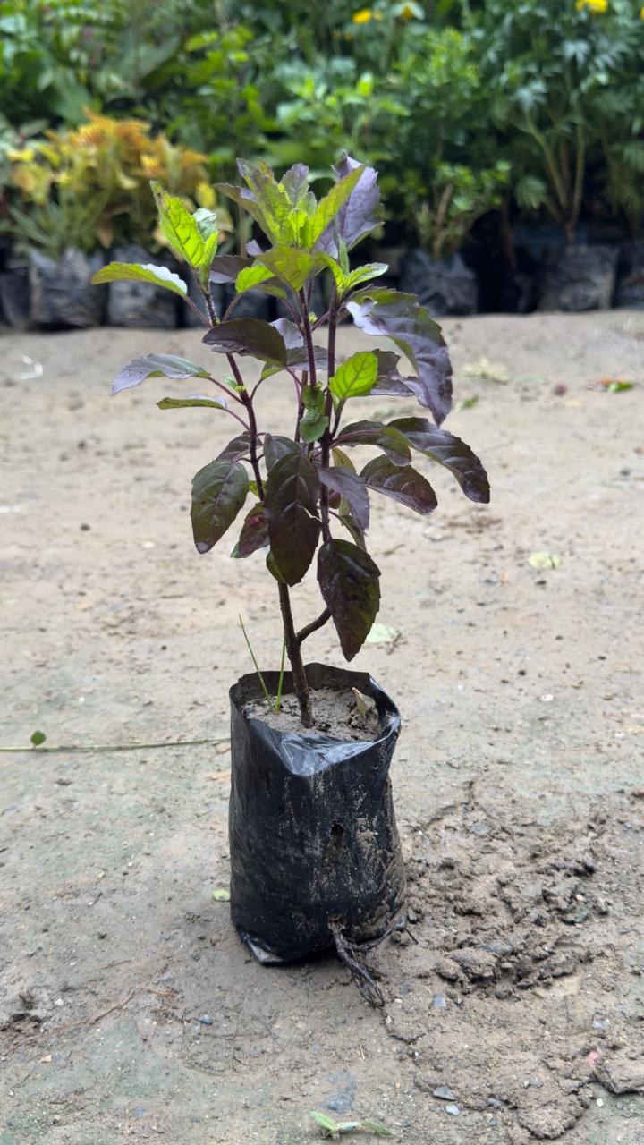 Shyama Tulsi plant in 4 inch nursery bag
