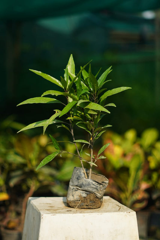 Shukh shanti vastu plant in 4 inch nursery