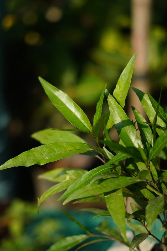 Shukh shanti vastu plant in 4 inch nursery