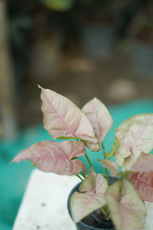 Buy Syngonium Plant Online – Indoor & Air-Purifying Plants
