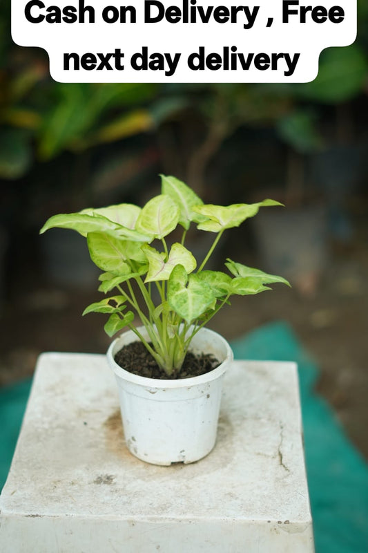 syngonium Golden in 4 inch Nursery