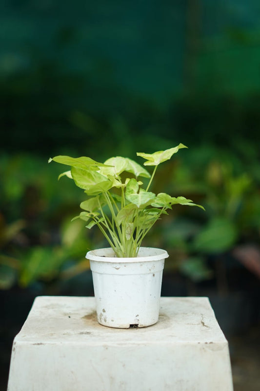 syngonium Golden in 4 inch Nursery