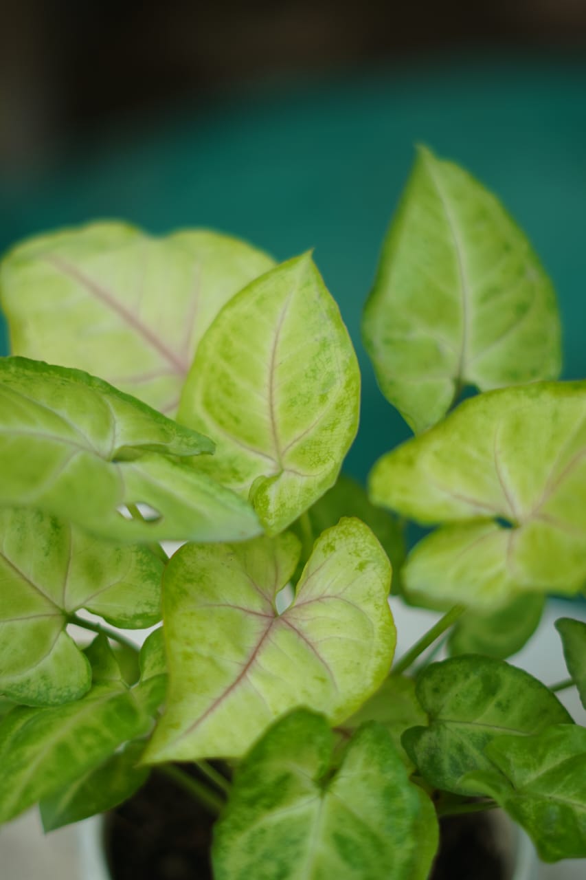 syngonium Golden in 4 inch Nursery