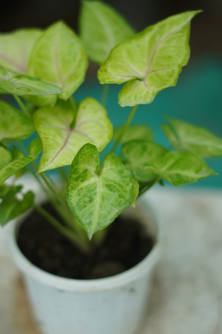syngonium Golden in 4 inch Nursery