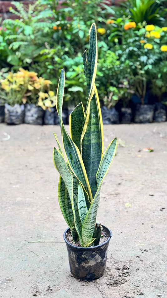 Snake plant in 6 inch nursery pot