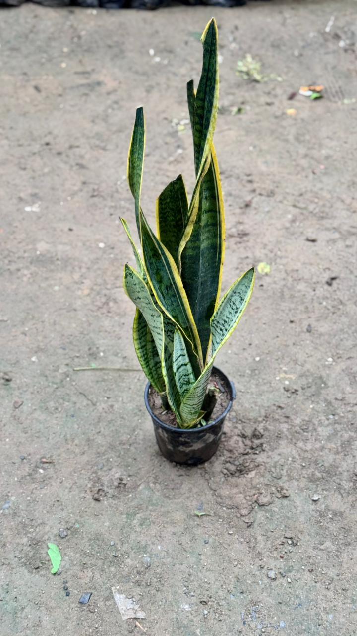 Snake plant in 6 inch nursery pot
