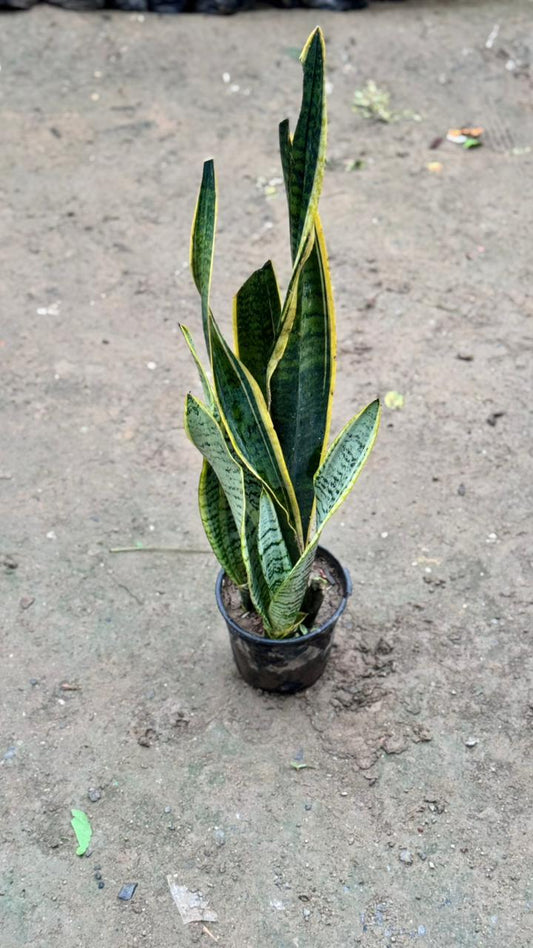 Snake plant in 6 inch nursery pot