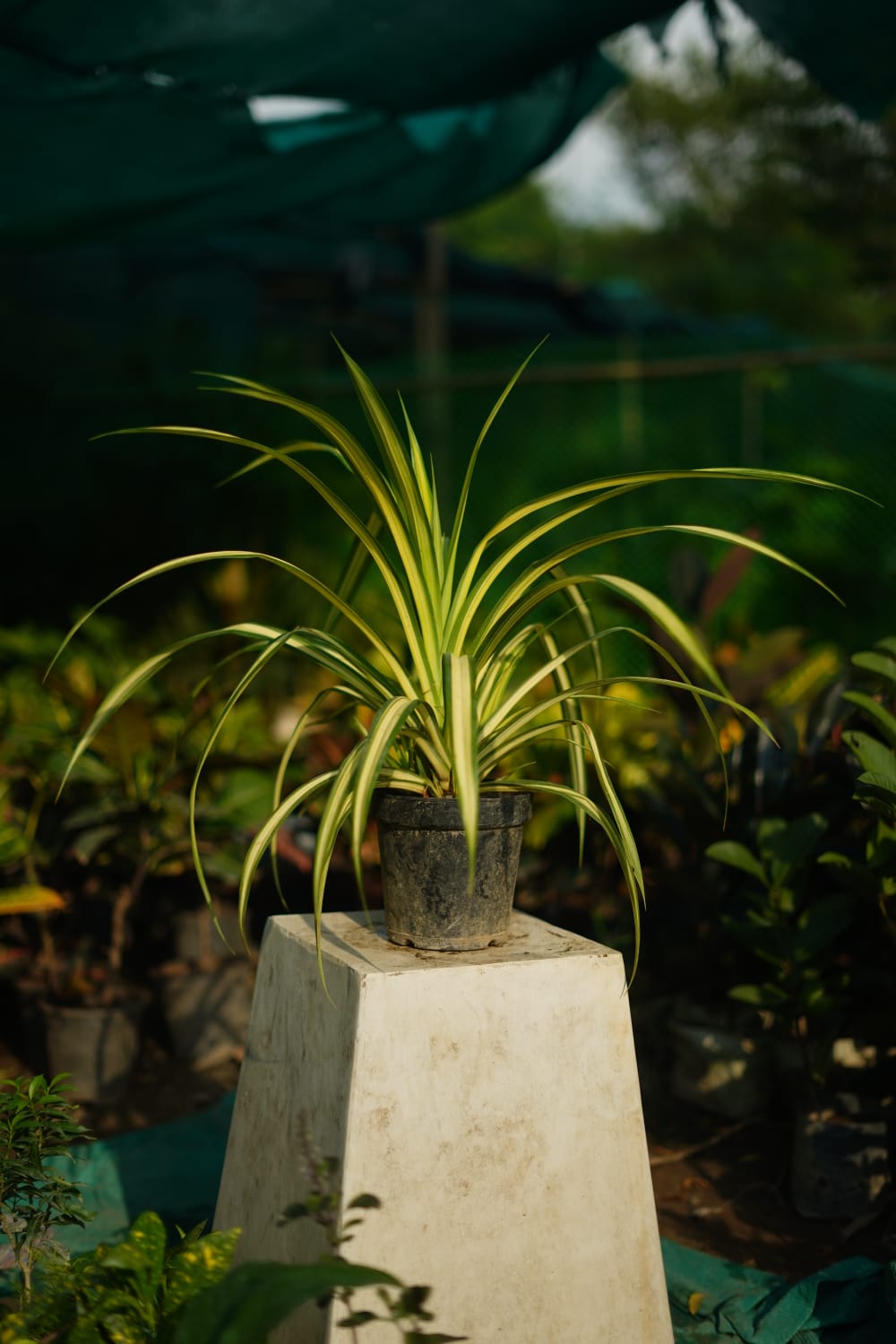 Golden spider plant in 6 inch nursery pot