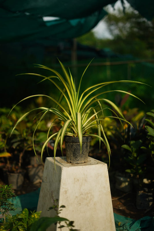 Golden spider plant in 6 inch nursery pot