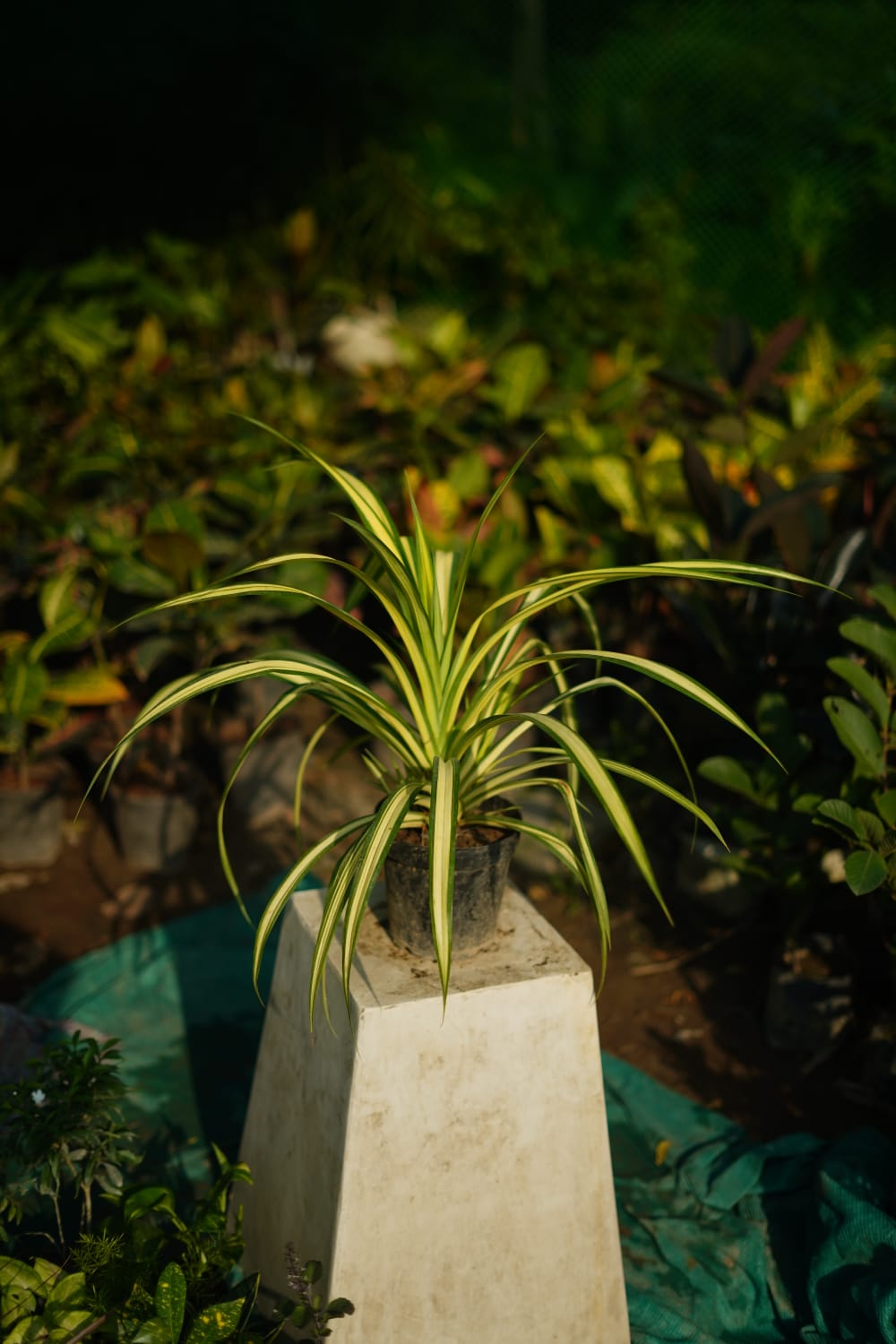 Golden spider plant in 6 inch nursery pot