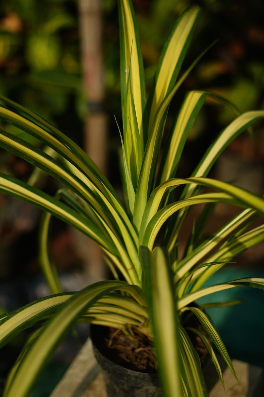 Golden spider plant in 6 inch nursery pot