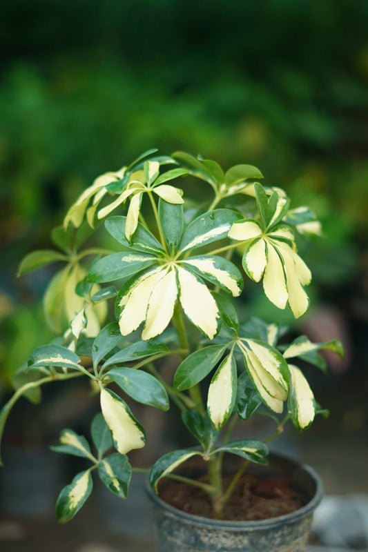 Buy Variegated Schefflera Plant Online Delhi NCR – Indoor Air-Purifying Plant