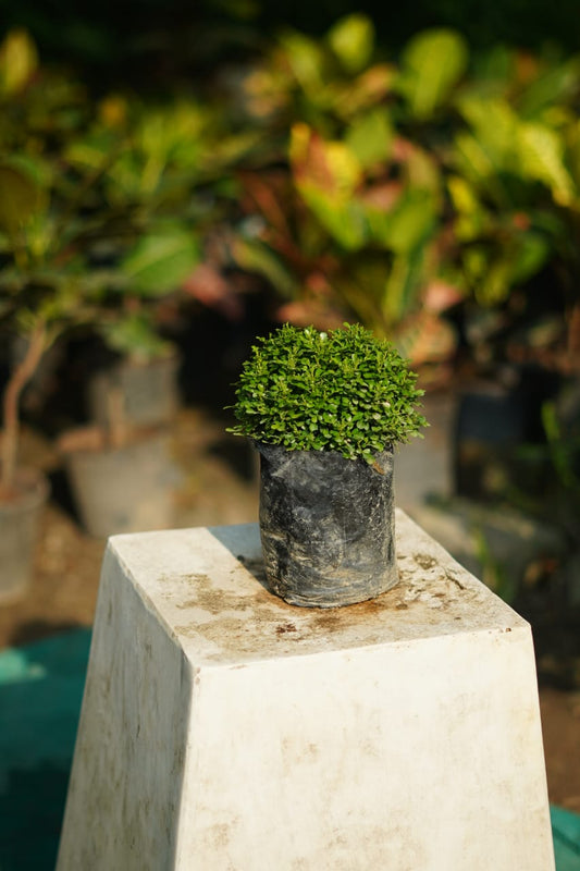 Table kamini plant in 5 Inch nursery bag
