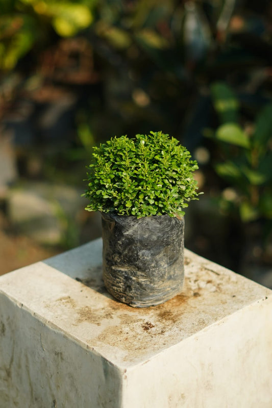Table kamini plant in 5 Inch nursery bag