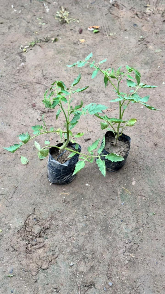 Tomato vegetable plant in 4 inch nursery bag (set of 2)