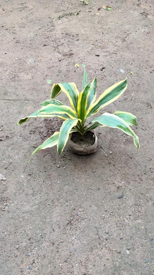 Victoria Plant – Best Indoor & Outdoor Plant 4 inch bag