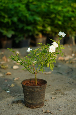 Kashmiri white rose plant in 7 inch nursery bag