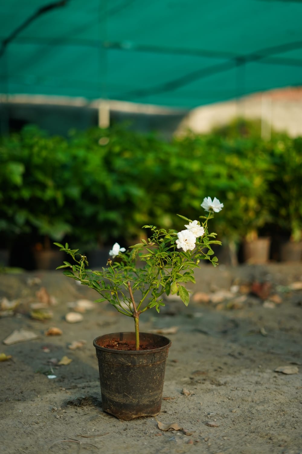Kashmiri white rose plant in 7 inch nursery bag