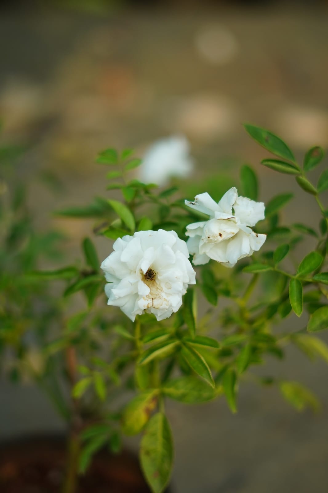 Kashmiri white rose plant in 7 inch nursery bag