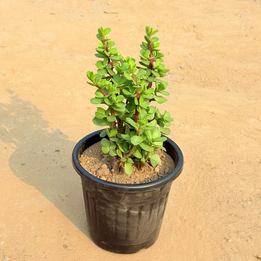Jade plant in nursery pot