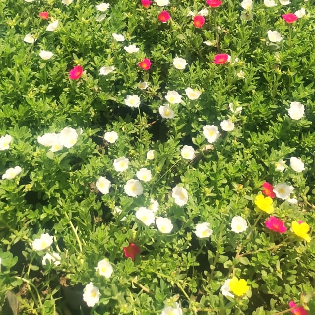 Kulfa /purslane flower (Any colour) plant 4inch nursery bag