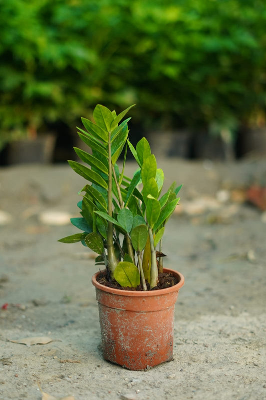 ZZ Plant – Glossy Green Indoor Plant in 6 inch nursery pot